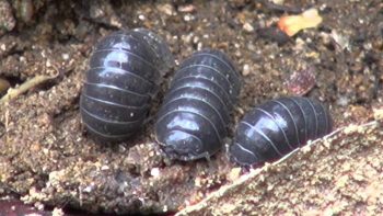 ダンゴムシ 不快害虫 和歌山市で害虫害獣駆除は駆除屋へ