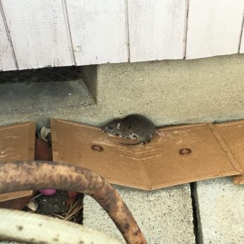 屋根裏、床下だけじゃない‼️こんな場所にもネズミは居る
